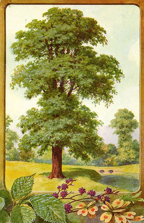 Preschool Circle Time, Tree Identification, Outdoor Survival Gear, Elm Tree, Oil Painting Nature, Picture Tree, Arbor Day, Painting Trees, Tree Of Life Art