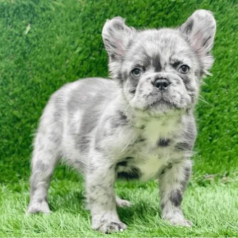 Cute French Bulldog Puppy, Fluffy French Bulldog Puppies, Long Haired Frenchie, Fluffy Frenchie Puppy, Fluffy French Bulldog, Fluffy Frenchie, Frenchies Puppies, Long Haired French Bulldog, Fuzzy French Bulldog