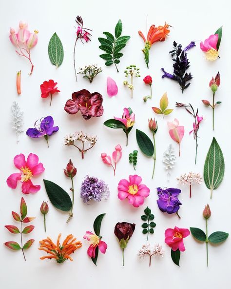 tinyatlas on Instagram: “@omjsk ‘s visual representation of her walk to #Dolores #Park while in town for our show ✨ #flowers #wildflowers #foraging #botanical #flatlay #colorful #greenery Things Organized Neatly, Botanical Bath, Pressed Botanicals, Flat Lay Photography, Dry Leaf, Visual Representation, Arte Floral, Flowers And Leaves, Botanical Illustration