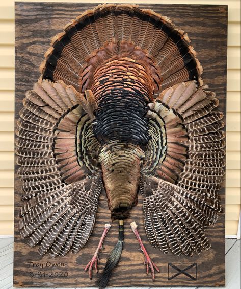 Duck Mount Ideas, Turkey Mount Ideas Display, Turkey Beard Display Ideas, Animal Mounts, Turkey Display, Turkey Mounts Ideas, Turkey Fan Display, Turkey Mount Ideas, Turkey Feather Mount Ideas