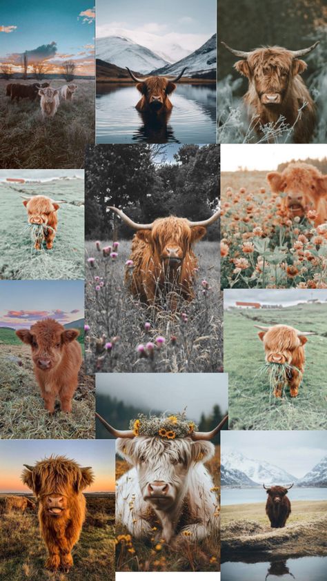 Such cute cows Highland Cow Pictures, Cow Wallpaper, Cow Print Wallpaper, Cute Home Screen Wallpaper, Mini Cows, Western Wallpaper Iphone, Fluffy Cows, Cute Funny Pics