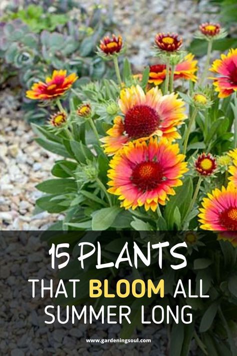 Perennial Garden Ideas, Garden Planting Ideas, Spring Hill Nursery, Summer Plants, Outdoor Flowers, Garden Yard Ideas, Flowering Plants, Perennial Garden, Plants Flowers