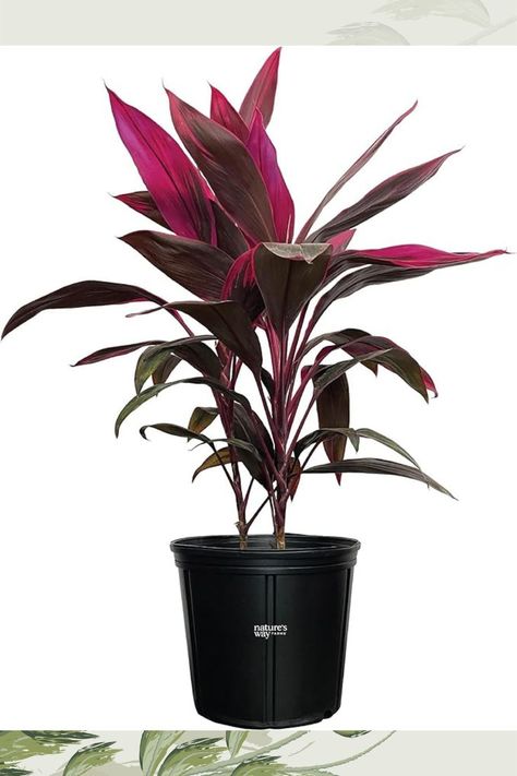 Cordyline Fruticosa, Red Sister, Ti Plant, Live Plant 25-30 in. Tall in Grower Pot by Nature's Way Farms Plant or Animal Product Type Shrub & Hedge Indoor/Outdoor Usage Outdoor Brand Nature's Way Farms Material Feature Organic Color This plant is known for its striking, reddish-pink and green leaves. Expected Blooming Period Spring to Summer Red Sister Plant, Cordyline Fruticosa, Peat Soil, Ti Plant, Outdoor Plant, Sun Plants, Air Purifying, Ornamental Grasses, Bulb Flowers