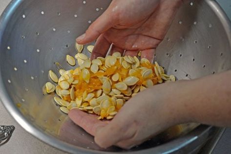 Cleaning Pumpkin Seeds, How To Store Seeds, How To Save Seeds, Save Seeds, Buttercup Squash, Cover Crops, Storing Vegetables, Seed Storage, Squash Seeds