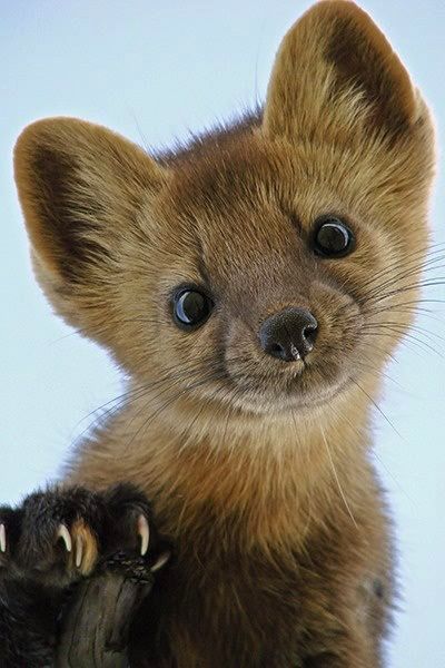 Pine Martens fur ranges from brownish to almost black in color. Their throat bib ranges from pale yellow to bright orange - with  vertical black stripes above eyes. This pic is a Baby Pine Marten Animal Studies, Regnul Animal, Beautiful Wildlife, Cute Creatures, Sweet Animals, Animal Planet, Animal Photo, Adorable Animals, Nature Animals