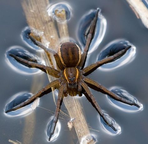 JOJO POST MICRO WORLD: Dolomedes plantarius Fen Raft Spider. Chill Dude, Arachnids Spiders, Spiders And Snakes, Disco Dancing, Cnidaria, Spiders Scary, Tiny Fish, Itsy Bitsy Spider, Cool Bugs