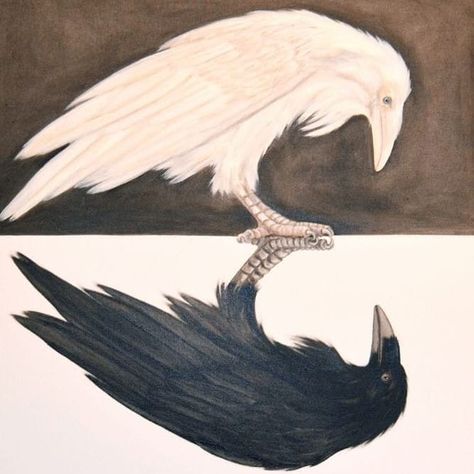 ~ As above so below ~ *image found on Pinterest  #manifest #magicallife #paganlife #magiclife #pagansofinstagram #druid #natureismychurch… Dove And Raven Tattoo, Crow And Dove, Dove And Raven, White Raven Tattoo, White Raven Art, White Crow, Crow Tattoo, Black Birds, Crow Art