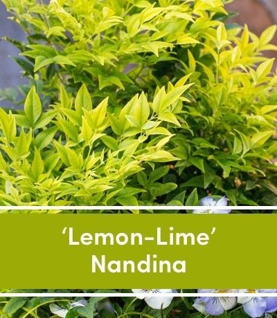 10 Plants That Instantly Add a Pop of Color to Your Garden Plants That Like Sun, Nandina Plant, Lemon Lime Nandina, Houston Garden, Winter Shrubs, Front Landscaping, Garden Yard Ideas, Outdoor Decor Backyard, Garden Landscape Design