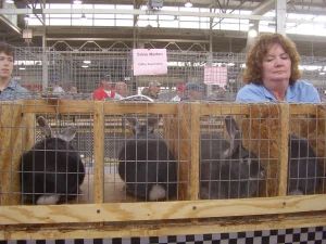 Show Rabbits, Rabbit Breeds, Rabbit Cages, Bunny Cages, Ffa, What To Pack, Packing List, 4 H, Box Fan