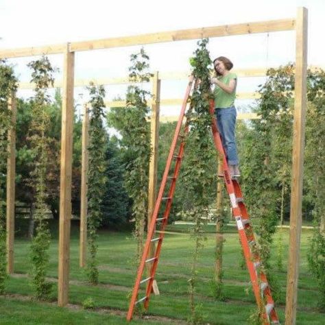 Fresh Hop Homebrew Guide Hops Trellis, Hops Vine, Hops Plant, Home Garden Design, Garden Pathway, Planning Ahead, Plant Food, Yard Landscaping, Home Brewing