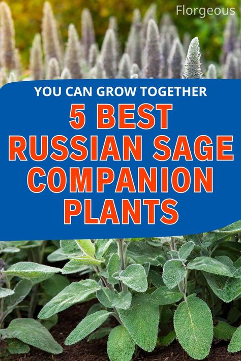 Russian Sage Companion Plants Red Hot Poker Plant, Phlox Plant, Salvia Plants, Best Companion Plants, Russian Sage, Sage Garden, Small Purple Flowers, Small Yellow Flowers, Sage Plant