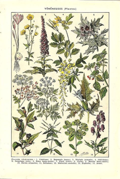 Poisonous herbs Botanical Aesthetic, French Dictionary, Aesthetic Posters, Poisonous Plants, Beautiful Illustration, Vintage Poster Art, Botanical Drawings, Plant Illustration, Picture Collage