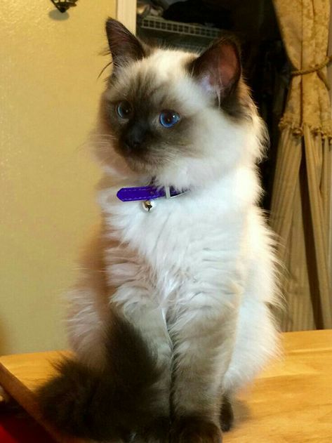 Himalayan Kitten, How To Cat, Ragdoll Kittens, Cat Proofing, Dream's Cat, Ragdoll Kitten, Gorgeous Cats, Animal Room, Kitten Pictures