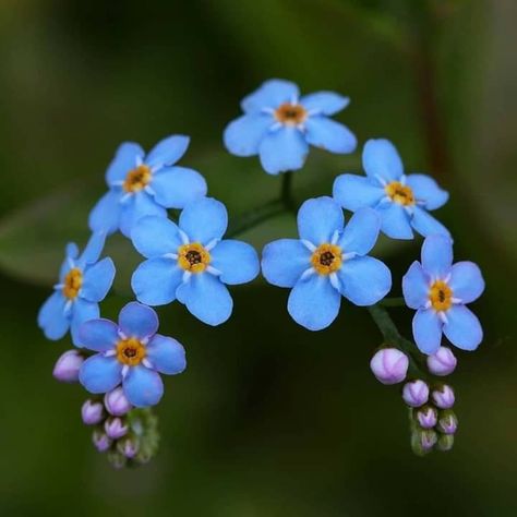 Pastel Drawing Ideas, Myosotis Sylvatica, Forget Me Nots Flowers, Enchanted Flowers, Glass Art Diy, Sea Glass Art Diy, Flower Reference, Big Bunny, Forget Me Not Flowers