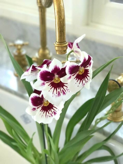 Orchids Types and Tips for Care Orchid Types, Caring For Orchids, Grow Orchids, Indoor Orchids, Types Of Orchids, Growing Orchids, Orchid Pot, Cymbidium Orchids, Secret Gardens