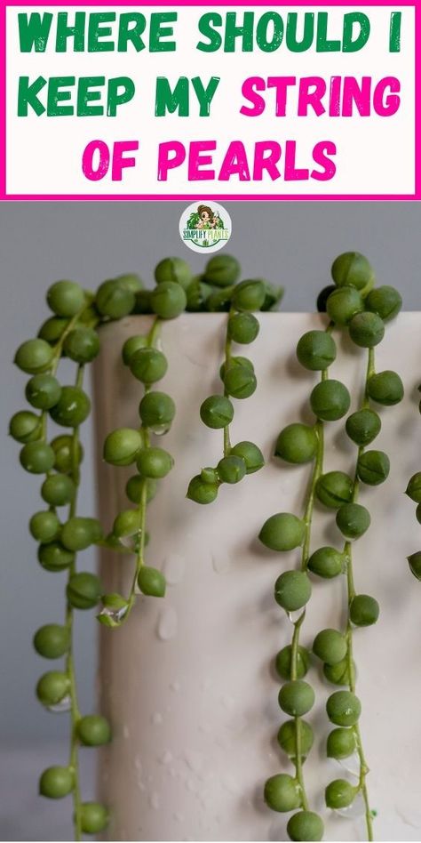 "Where to place my String of Pearls plant, String of Pearls care tips, 
String of Pearls indoor placement, String of Pearls hanging location, 
String of Pearls sunlight needs, String of Pearls watering guide" String Of Pearls Plant, Plants In Jars, Succulent Garden Design, Household Plants, Plant Care Houseplant, Inside Plants, Growing Plants Indoors, Indoor Plant Care, Succulent Gardening