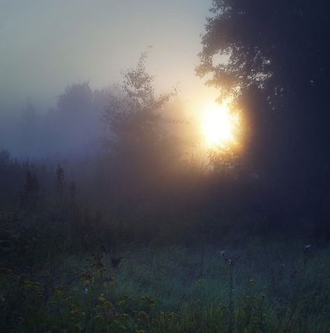 Evening Light Aesthetic, Enviorment Aesthetic, Sun Beaming Through Fog, Random Beautiful Pictures, Dull Colors Aesthetic, Transcendentalism Aesthetic, Beginning Of Spring Aesthetic, Misty Morning Aesthetic, The Sundays Aesthetic