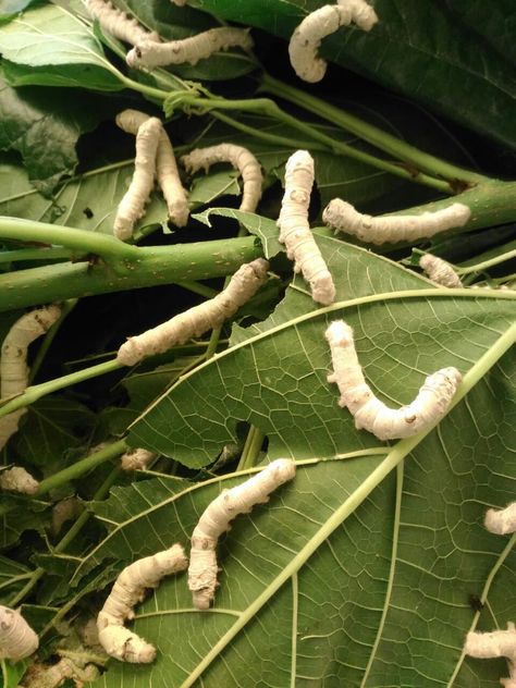 Silk Worm Moth, Sericulture Project, Zoology Project, Moth Cocoon, James And Giant Peach, Silk Worm, Silkworm Cocoon, Daily Schedule Kids, Prehistoric Man