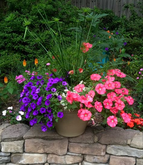 ‘Beach Scene’-You will be seeing a ‘new beach’- a more beautiful colorful Supertunia Bermuda Beach petunias. The flowers are huge almost 3-inches! I’ve partnered here with Supertunia Mini Vista Indigo, Diamond Snow euphorbia, Queen Tut papyrus and you will see Superbells Double Vintage Coral, also new starting to show its colors! By Notman Winter, vF 6-5-23 Supertunia Hanging Baskets, Petunia Color Combinations, Supertunia Vista Bubblegum, Wave Petunias Planter, Pink Wave Petunia Planters, Bermuda Beaches, Garden Plant Pots, Container Garden Design, Front Porch Decorating