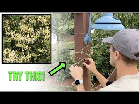 How to Easily Train Growing Vines up a Trellis (Honeysuckle, Clematis, Wisteria) - YouTube Growing Vines, Wisteria, Clematis, Make Sure, Vines, Train, Plants