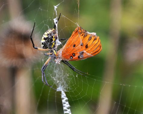 Garden Spider Eating a Butterfly by thorntm, via Flickr Spider Eating, Garden Spider, Better Homes And Garden, Little Critter, Arachnids, Art References, Art Studies, A Butterfly, Butterfly Wings