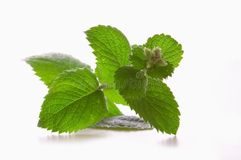 Peppermint Tea Benefits, Peppermint Plants, Peppermint Leaves, Peppermint Tea, Leaf Images, Medicinal Plants, Peppermint, White Background, Plant Leaves