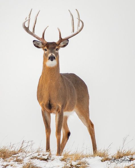 👈🏼VIEW MORE • KING, This big buck & I locked eyes as he was coming over a large hill. He stood so tall and proud, Enjoy! Click follow if… Whitetail Deer Pictures, Deer Photography, Big Buck, Deer Drawing, Deer Photos, Deer Pictures, Deer Painting, Deer Art, Hur Man Målar