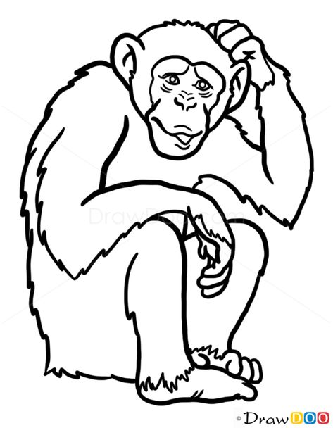 How to Draw Monkey, Wild Animals Wild Animals Outline, Monkey Outline, Face Outline Drawing, Draw Monkey, Animals Outline, Animals Doodle, Face Outline, Animal Doodles, Outline Drawing