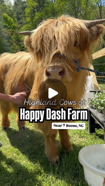 The Best of NC Eats & Travel on Instagram: "Add this to your list of things to do next time you are visiting near Boone, NC!  📍Happy Dash Farm in Boomer, NC  @happydashfarm   We met the cutest family of Scottish Highland Cows over the weekend at Happy Dash Farm, only less than an hour drive from Boone, NC.   We’ve been wanting to see these beautiful cows in person and we finally got to! They are so much cuter in person and are so gentle. We loved brushing their coat and feeding them. The sweet spot is their neck so brush them there when you get a chance!  We also got to interact with tortoises, Dolly the pig, ducks, and silky chickens 🐓. Layah loved the silky chicken and couldn’t stop holding her. 🥹  They offer photoshoots here as well along and of course 1 hour farm visits!  Farm anima Hamish The Highland Cow, Irish Cows Highland Cattle, Highland Cow Pasture, Where To See Highland Cows In Scotland, Boone Nc, Farm Visit, Farm Sanctuary, Cows In Meadow, Scottish Highland Cow