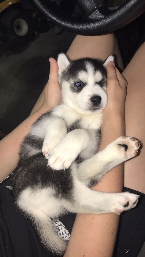 Mini Husky, Caine Husky, Siberian Husky Funny, Cute Husky Puppies, Baby Huskies, Husky Funny, Cute Husky, Siberian Husky Dog, Siberian Husky Puppies