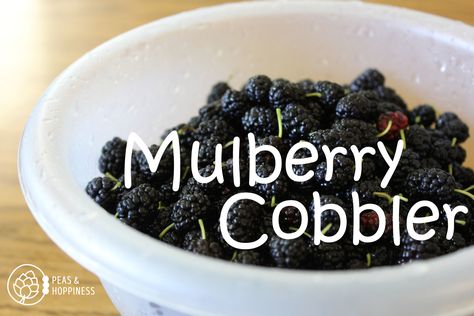 Who has a mulberry tree in their backyard and has been searching for the perfect recipe to use these delicacies? This Mulberry Cobber for my Midwest Friends! Mulberry Recipes Cobbler, Mulberry Cobbler Recipe, Keto Mulberry Recipes, Mulberry Dessert Recipes, Mulberry Drink Recipes, Mulberry Cobbler, Easy Mulberry Cobbler, Mulberry Benefits, Mulberry Recipes