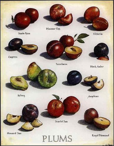 poster-plum | yujunjon | Flickr Types Of Plums, Vit K, Vit A, Plum Fruit, Relieve Constipation, Food Charts, Vit C, Food Info, Beta Carotene