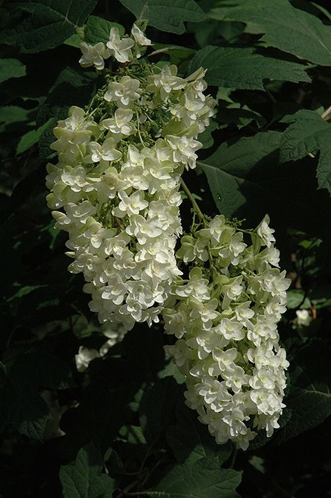 Snowflake Hydrangea (Hydrangea quercifolia 'Snowflake') at Weston Nurseries Oak Leaf Hydrangea, Hydrangea Quercifolia, Climbing Hydrangea, Oakleaf Hydrangea, Taiping, English Cottage Garden, Outdoor Flowers, Oak Leaf, Dream Garden