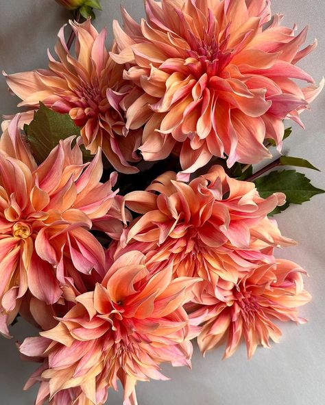 Last flush of Labyrinth dahlias ✨ Like stars in the garden #dahlia #dahlialove #orangeflowers #petalperfection #floweraddict… | Instagram Terra Cotta Dahlia, Dahlia Types, Dahlia Labyrinth, Daliah Flower, Dahlia Orange, Garden Dahlia, Dahlia Varieties, Wedding Setup, Favourite Flowers