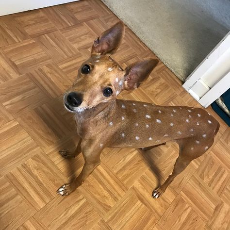 Inspiration & Accessories: DIY Deer Dog Halloween Costume Idea Dog Costume Ideas, Dog Dye, Cute Dog Costumes, Dogs Walking, Dog Costumes Funny, Dog Halloween Costume, Costumes Funny, Diy Dog Costumes, Pet Halloween Costumes