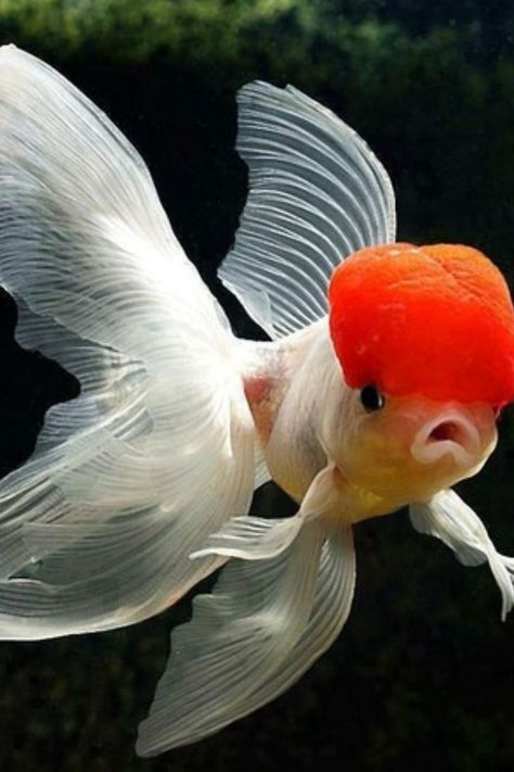 Oranda Fish, Goldfish Types, Oranda Goldfish, Oscar Fish, Fancy Goldfish, Goldfish Tank, Goldfish Pond, Pretty Fish, Pond Fish