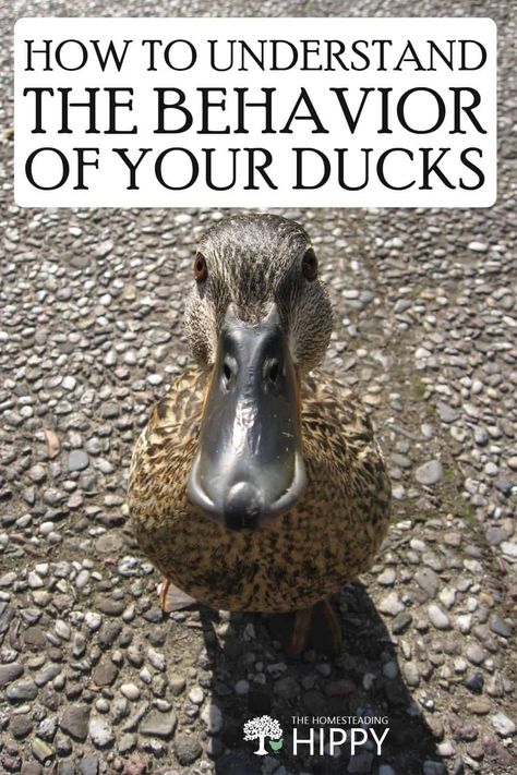 Ducks have a wide range of behaviors that will tell you if there's a problem, and if you should help. Here's what the ways your ducks behave mean. #ducks #homesteading Duck Incloser, Duck Care 101, Small Duck Pond Ideas Diy, Duck Cage Ideas Outdoor, Scrambled Duck Eggs, Duck Treats Ideas, Diy Duck Toys For Ducks, Mud Free Duck Pen, Duck Coop And Run Ideas