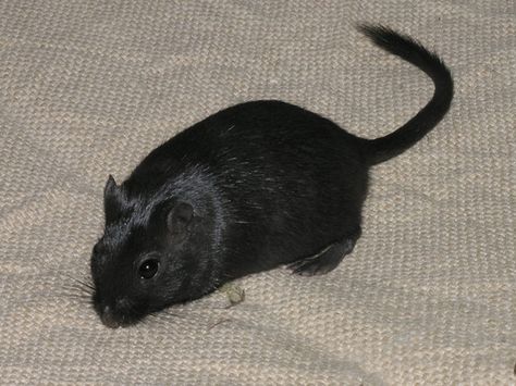 Black gerbil Sewer Rat, Navajo Culture, Black Rat, Nostalgia Aesthetic, Cute Rats, Mouse Rat, Gerbil, Super Cute Animals, Black Animals