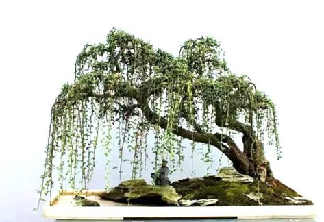 Weeping Bonsai, Bonsai Nursery, Japanese Bonsai Tree, Bonsai Forest, Bonsai Tree Types, Bonsai Tree Care, Indoor Bonsai Tree, Bonsai Styles, Indoor Bonsai