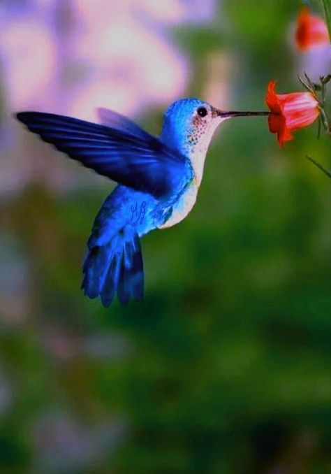 Like a hummingbird’s delicate wings. Tattoo Hummingbird, Hummingbird Drawing, Blue Hummingbird, Hummingbird Photos, Nail Flower, Hummingbirds Photography, Tattoo Nature, Animals Tattoo, Hummingbird Pictures