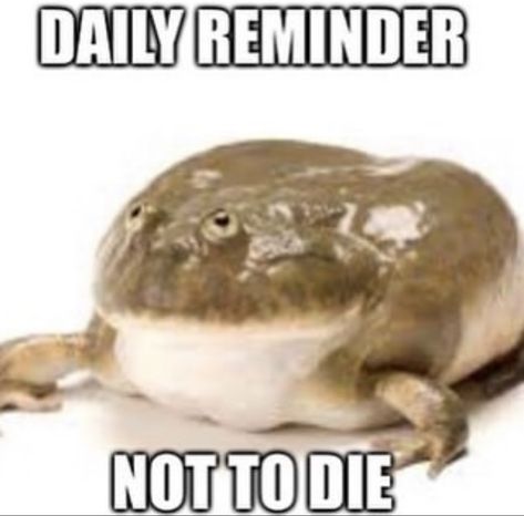 It Is Thursday My Dudes Frog, Frog Reaction Pic, Funny Frog Pictures, Silly Frog, Frog Meme, Frog Pictures, Funny Frogs, Funny Animal Jokes, Silly Animals