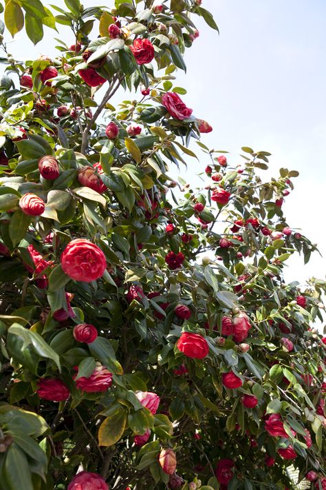 #red #camellia #california #botanic #flower #photography #spring #color Middlemist Red, Red Camellia Flower, Red Camellia, Photography Spring, Oldest Daughter, Youngest Daughter, Camellia Flower, Spring Color, Dirty Blonde