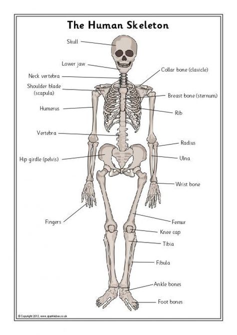 Skeleton, Bones and Internal Organs Teaching Resources & Printables ... Human Skeleton For Kids, Human Skeleton Labeled, Skeleton Labeled, Human Skeleton Parts, Skeleton For Kids, Skeleton Posters, Fun Anatomy, Skeleton System, Skeleton Parts