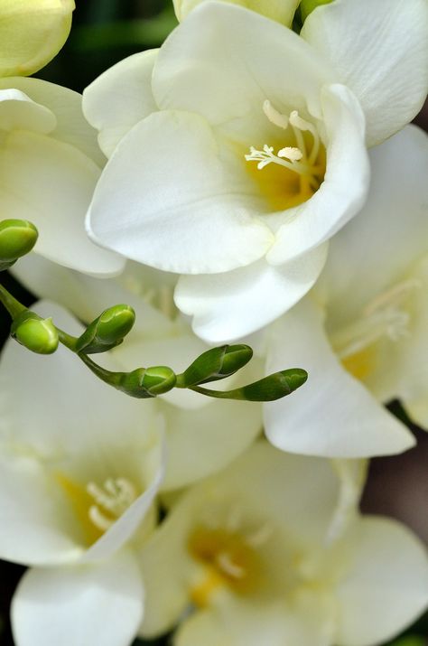 Fressia*** Frezia Flowers, White Freesia, Freesia Flowers, Moon Garden, White Gardens, Pure Beauty, All Flowers, Exotic Flowers, Flower Beauty