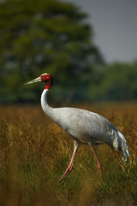 Blessed To Be A Blessing, Sarus Crane, Indian Rhinoceros, Indian Wildlife, Wildlife Of India, Indian Animals, Be A Blessing, Crane Bird, Asian Elephant