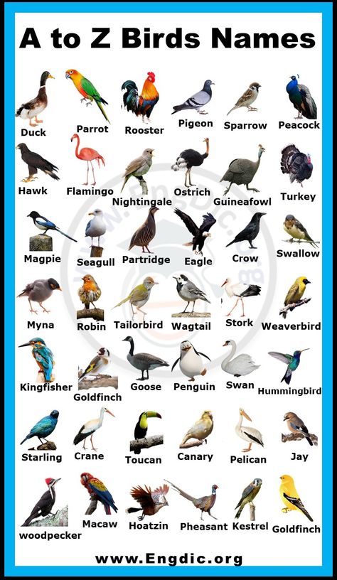 Birds Chart For Kids, Birds Name With Picture, Birds With Names, Birds Name List, Animals Name List, Birds Name, Aesthetic Bird, Bird Names, Names Of Birds