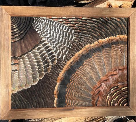 Turkey Fan Mount Shadow Box Ideas, Feather Collection Display Ideas, Turkey Feather Art, Deer Antler Decor Ideas, Raccoon Taxidermy, Turkey Taxidermy, Skull Mount Ideas, Turkey Hunting Decor, Feather Project