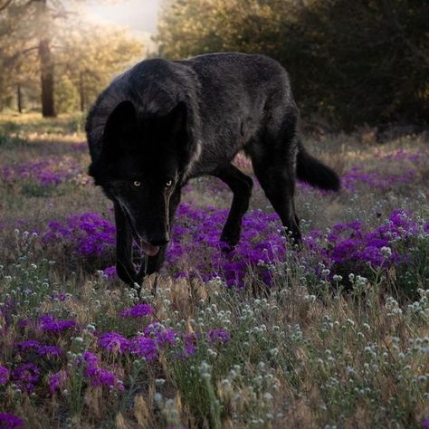 Wolfdog Black, Black Wolf Dog, Black Wolf Aesthetic, Wolf Aesthetic, Wolf Dogs, Werewolf Aesthetic, Blue Bay, Wild Wolf, Wolf Pictures