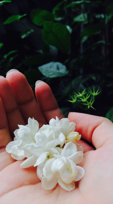 Flowers On Hand Photography, Flower In Hand Photography, Jasmine Flower Photography, Flowers Pictures Instagram, Jasmine Flower Aesthetic, Telugu Aesthetic, Mogra Flower, Pretty Flowers Photography, Arabian Jasmine