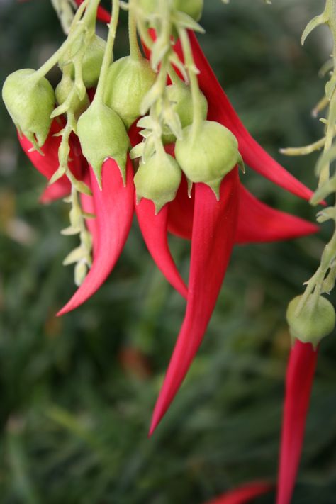 Clianthus puniceus New Zealand Flowers, New Zealand Flora, Planter Bags, Native Plant Gardening, Organic Mulch, Native Flowers, Autumn Rain, Root System, Clay Soil